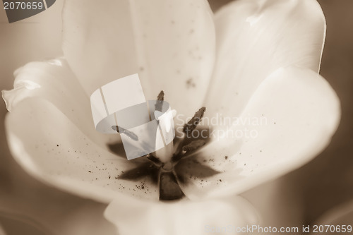 Image of tulips