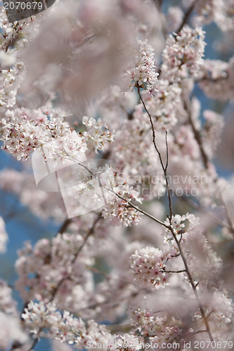 Image of spring bloom
