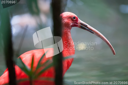 Image of pink tropical bird