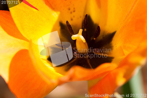 Image of yellow tulip