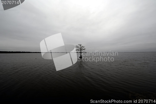 Image of lonely tree in the lake