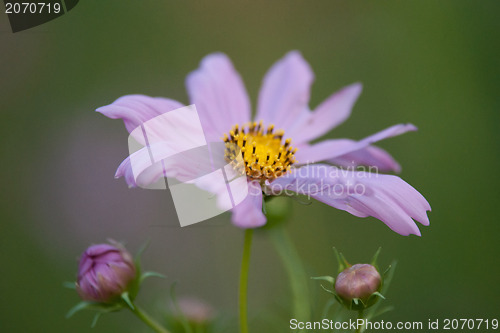 Image of summer flowers on meadow