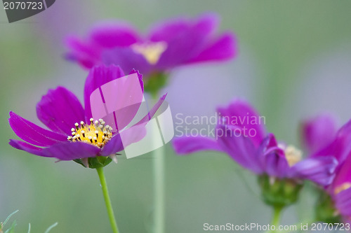 Image of summer flowers on meadow