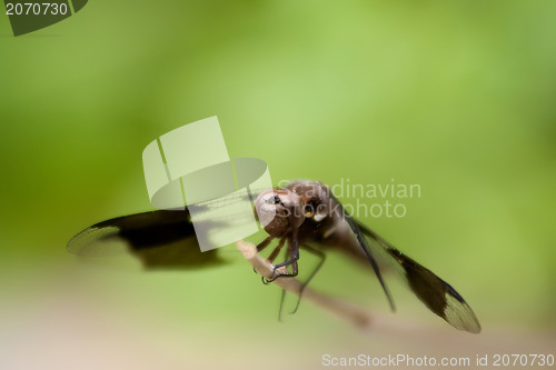 Image of dragonfly