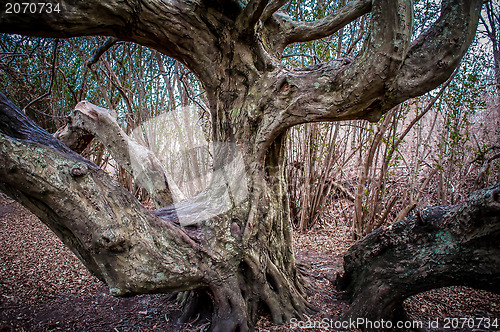 Image of Ancient crooked tree limbs and trunk