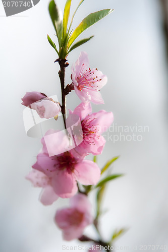 Image of spring bloom