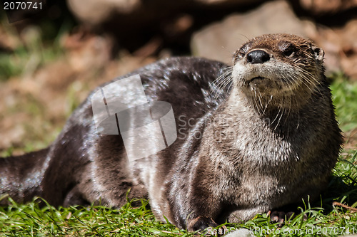 Image of otter