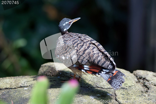 Image of tropical pigeon bird