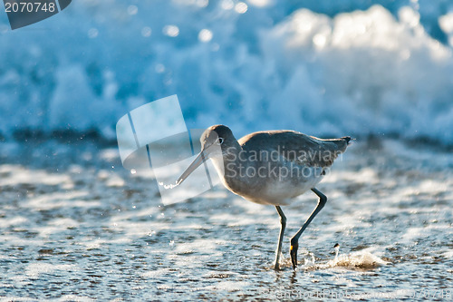 Image of seagull on the beach