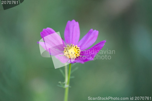 Image of summer flowers on meadow