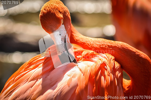 Image of pink flamingo