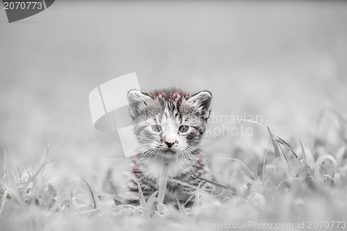Image of kitty in grass