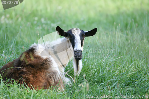 Image of goat relaxing on pasture