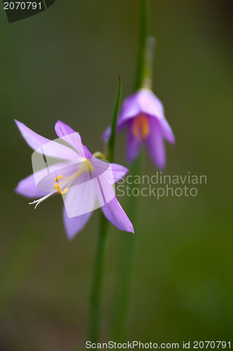 Image of purple snow drop flowers