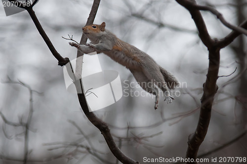 Image of jumping squirrel