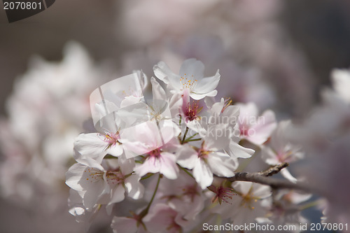 Image of spring bloom
