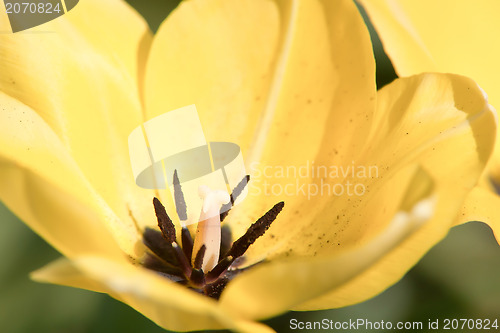 Image of yellow tulip