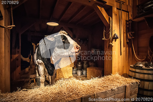 Image of cow on the farm