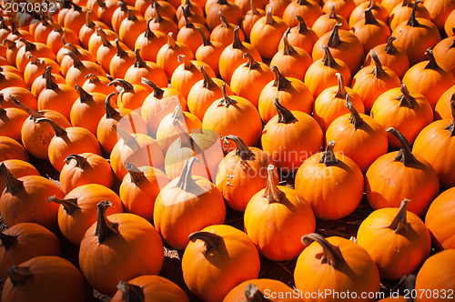 Image of pumpkins on pumpkin patch