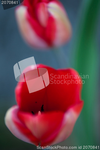 Image of tulips