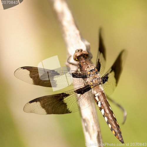 Image of dragonfly