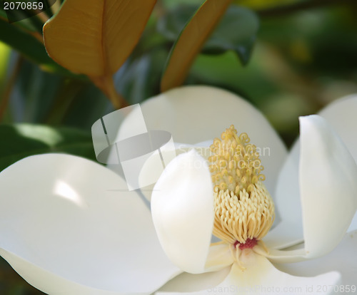 Image of Detailed view of white magnolia flower