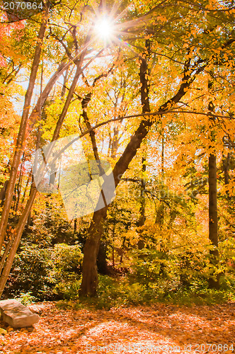 Image of autumn colors