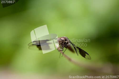 Image of dragonfly