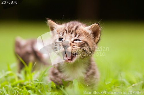 Image of kitty in grass