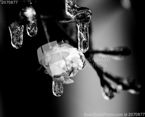 Image of  rose and frozen leafs in cold winter tones