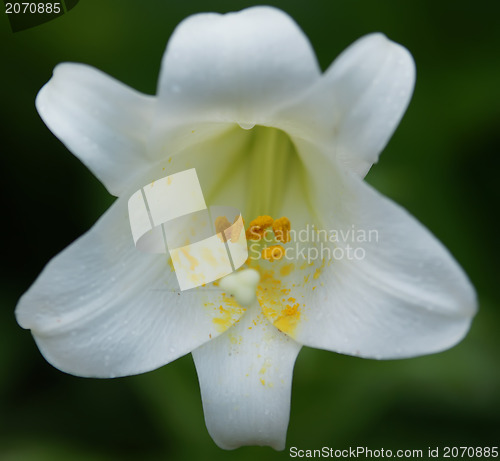 Image of white lily