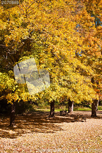 Image of autumn colors