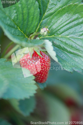Image of strawberries