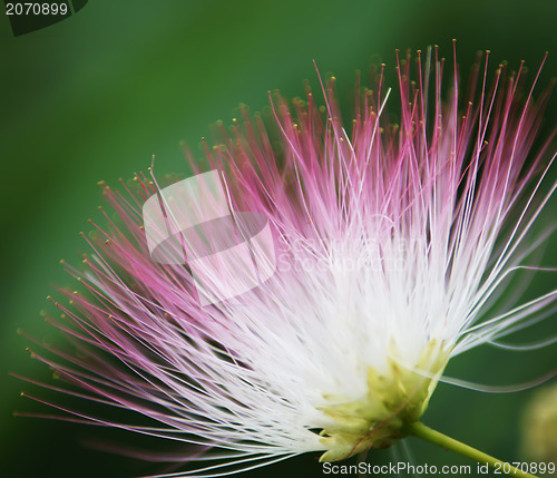 Image of Fluffy acacia