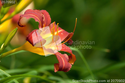 Image of orange lily