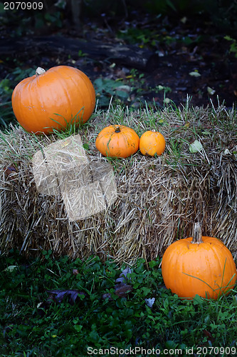 Image of pumpkin patch