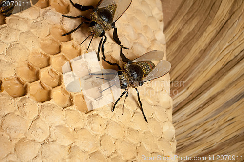 Image of bee hive