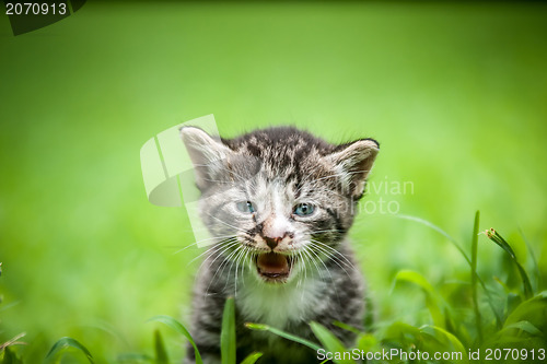 Image of kitty in grass