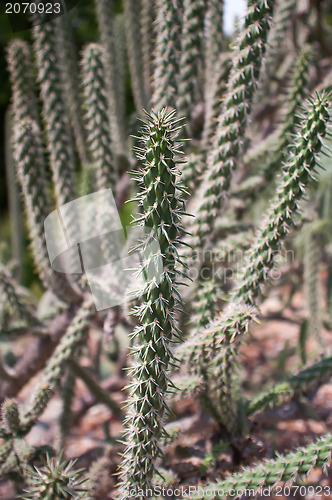 Image of Close up of long cactus with long thorns 