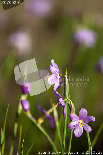 Image of purple snow drop flowers