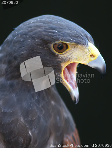 Image of hawk portrait