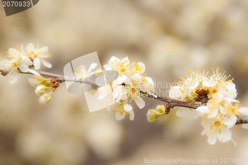 Image of spring bloom