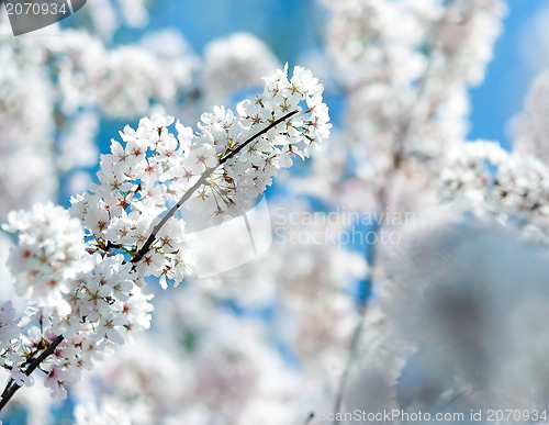 Image of spring bloom