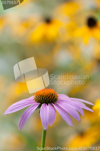 Image of purple daisy
