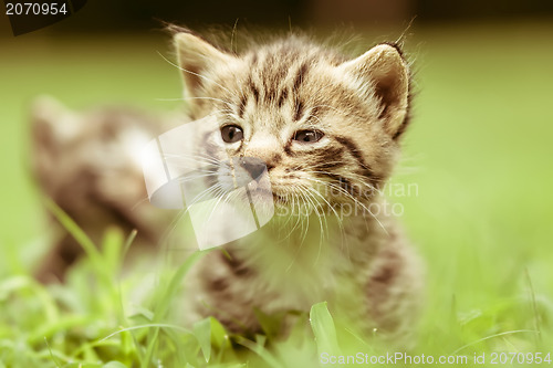 Image of kitty in grass