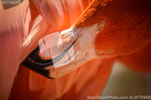 Image of pink flamingo