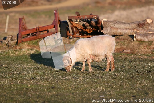 Image of Lonesome ram