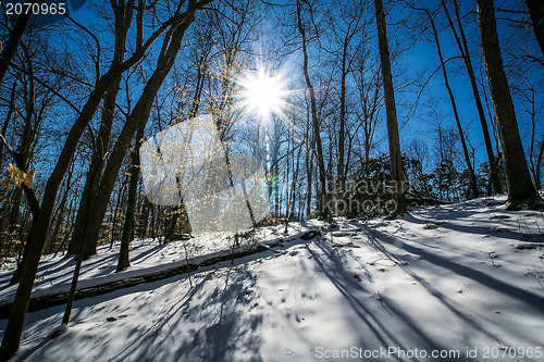 Image of snow covered forest