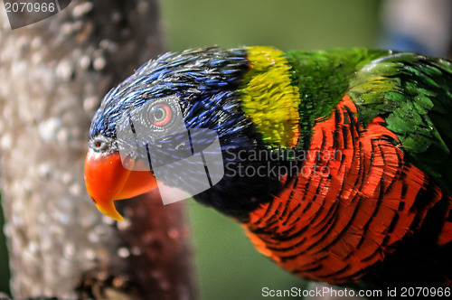 Image of rainbow parrot