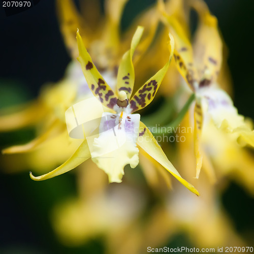 Image of yellow tropical flower